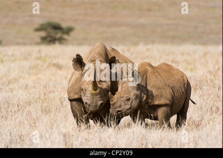 Black rhinoceros with calf (Diceros bicornis michaeli) East African sub-species Stock Photo