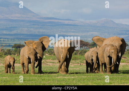 African elephants herd (Loxodonta africana) walking towards camera. Stock Photo