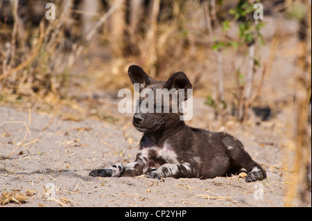 African Wild Dog pup resting (Cape Hunting Dog) Lycaon pictus Stock Photo