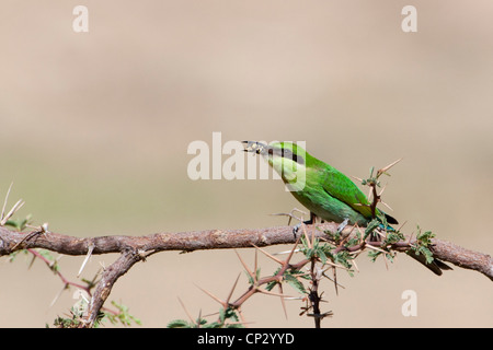 Juvenile Swallow-tailed Bee-eater with a bee (Merops hirundineus) Stock Photo
