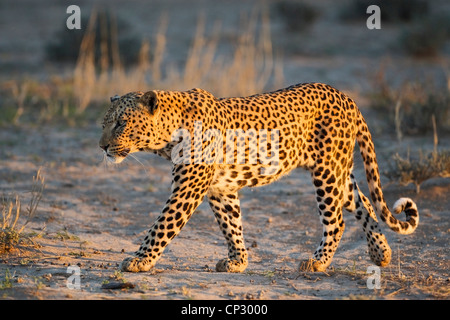 Male leopard walking in golden light (Panthera pardus) Stock Photo