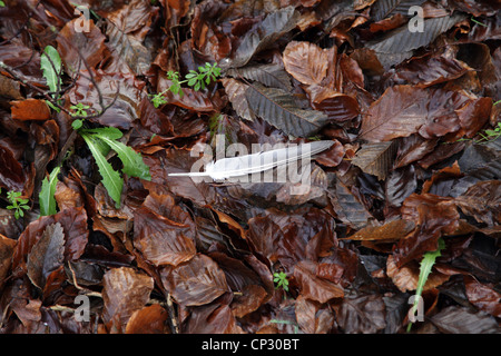 it's a photo of a feather that fall on the ground over brown dead leaves. It's winter in west of France in Normandy. It's humid Stock Photo