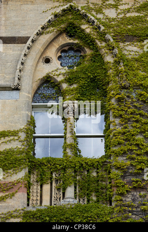 Parthenocissus tricuspidata. Japanese creeper / Boston ivy growing on the wall buttress at Christ church college. Oxford, Oxfordshire, England Stock Photo