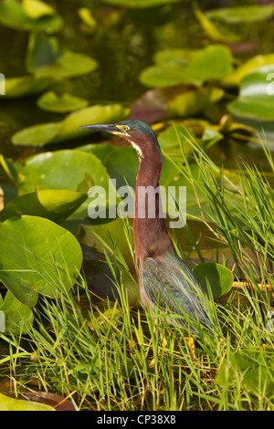 A little green heron fishing on the Anhinga Trail in the Everglades National Park, Florida, USA. Stock Photo