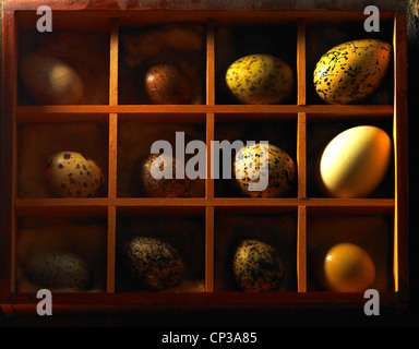 antique bird egg collection Stock Photo
