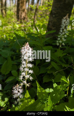 Spring wildflower Foamflower or Tiarella cordifolia in the Greenbriar area of Smoky Mountains National Park TN Stock Photo