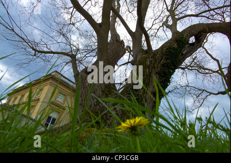 Remarkable tree in the field of Marie Antoinette, Sophora from China, planted around 1774. Sophora japonica L. located behind t Stock Photo