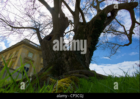 Remarkable tree in the field of Marie Antoinette, Sophora from China, planted around 1774. Sophora japonica L. located behind t Stock Photo