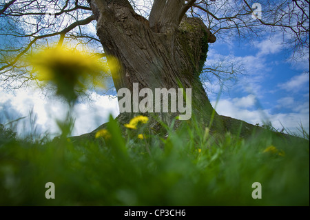 Remarkable tree in the field of Marie Antoinette, Sophora from China, planted around 1774. Sophora japonica L. located behind t Stock Photo