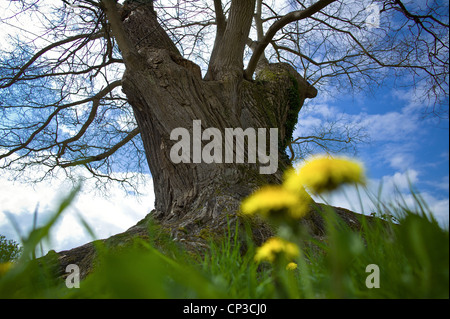 Remarkable tree in the field of Marie Antoinette, Sophora from China, planted around 1774. Sophora japonica L. located behind t Stock Photo