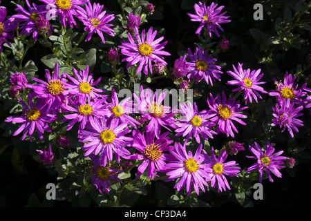 Aster amellus 'Pink Zenith' a type of Michaelmas Daisy or Starwort Stock Photo