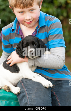 An eight year old boy with his eight week old English Springer Spaniel puppy dog in the Uk Stock Photo