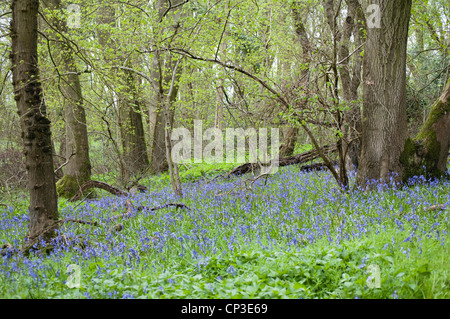 Native English Alder Wood with Bluebells. Alnus glutinosa / Hyacinthoide non scripta. Close to The Cotswold Way at Southam, UK. Stock Photo