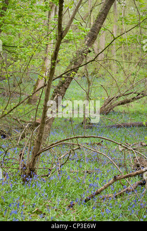 Native English Alder Wood with Bluebells. Alnus glutinosa / Hyacinthoide non scripta. Close to The Cotswold Way at Southam. UK Stock Photo