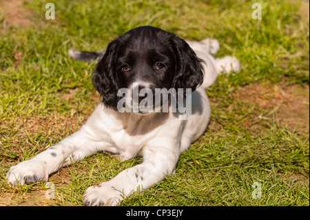 An eight week old English Springer Spaniel puppy dog in the Uk Stock Photo