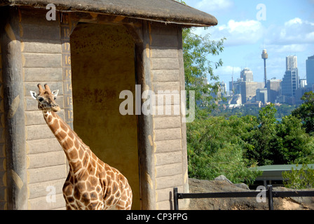 Giraffe with city in background, Taronga Zoo on Sydney Harbour Sydney Australia. Stock Photo