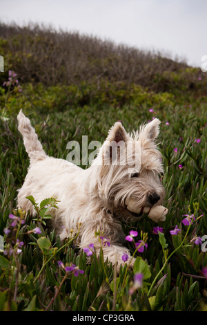 A Westie looks for a hiding place for his bone. Stock Photo