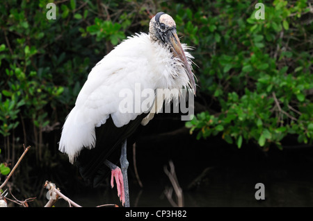 Wood stork (Mycteria americana) relaxes while standing on one leg Stock Photo