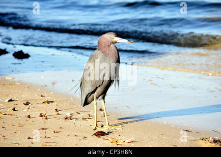 Little blue heron, Egretta caerulea, on a Florida beach