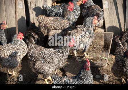Barred rock chickens crowd each other in a pen. Stock Photo