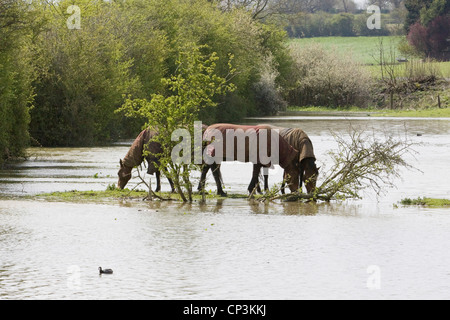 Horses Equus ferus caballus standing in the Flood waters in Kings Sutton England on the River Cherwell Stock Photo