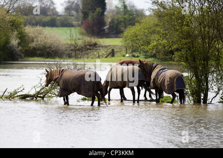 Horses Equus ferus caballus standing in the Flood waters in Kings Sutton England on the River Cherwell Stock Photo