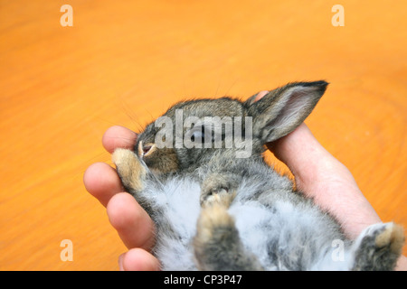 Young little brown and grey rabbit in the hand. Stock Photo