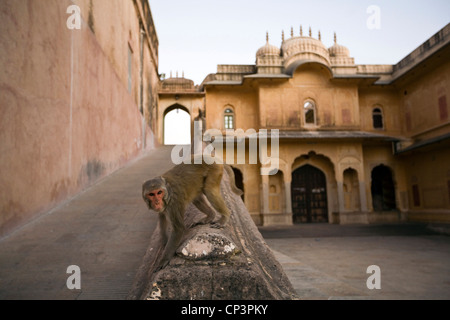 Monkeys play around the Nahargarh Fort, Jaipur, India Stock Photo