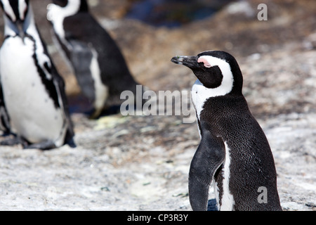 An African penguin walking along the rocks at Boulders Beach, Simon's Town, South Africa. Stock Photo