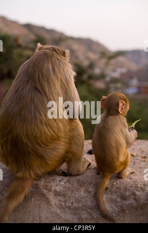 Monkeys feeding on the path up the mountainside at Galta and the Surya Mandir (known as the Monkey Temple) Jaipur, India Stock Photo