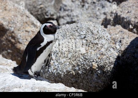 An African penguin walking along the rocks at Boulders Beach, Simon's Town, South Africa. Stock Photo