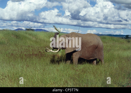 Zoology - proboscideans - Elefantidi - African elephant (Loxodonta africana). Tanzania, Mikumi National Park. Stock Photo