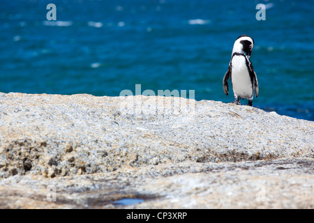 An African penguin grooming itself on the rocks at Boulders Beach, Simon's Town, South Africa. Stock Photo