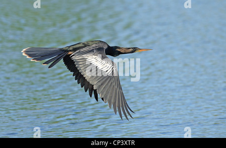 American Anhinga in flight, Venice Rookery, Florida. Stock Photo