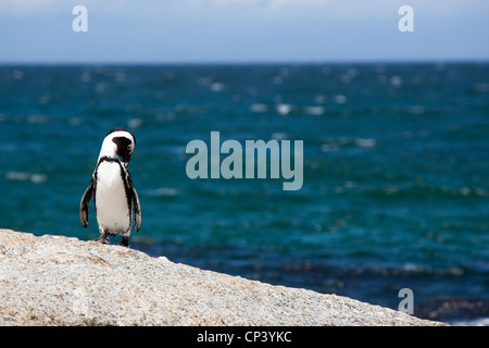 An African penguin grooming itself on the rocks at Boulders Beach, Simon's Town, South Africa. Stock Photo