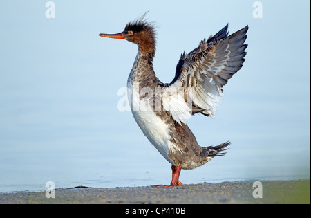 Red-breasted Merganser with wing stretch Stock Photo