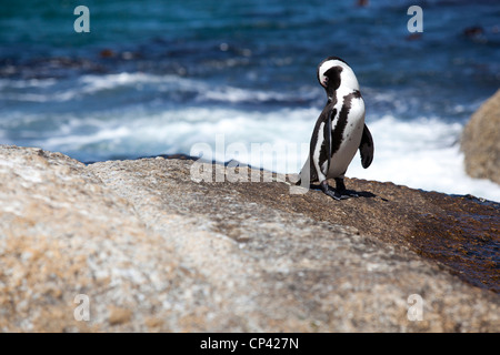 An African penguin grooming itself on the rocks, at Boulders Beach, Simon's Town, South Africa. Stock Photo