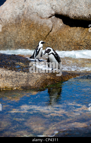 Two  African penguins walking on the rocks and in water, at Boulders Beach, Simon's Town, South Africa. Stock Photo