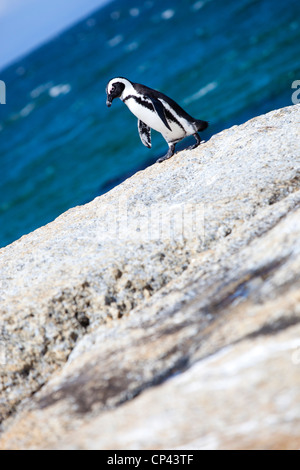 An African penguin walking along the rocks at Boulders Beach, Simon's Town, South Africa. Stock Photo