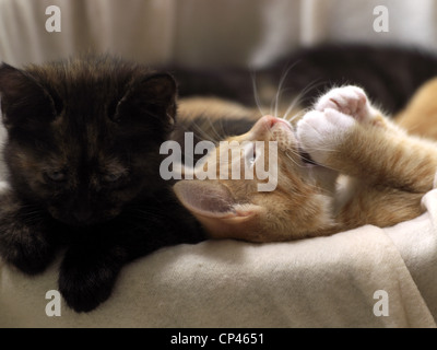 One Tortoiseshell Kitten And One Ginger Kitten Laying Together In Cat Basket Stock Photo