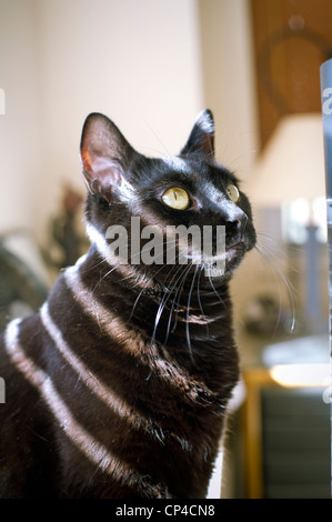 A rescued domestic short hair black cat sits in the sun in her apartment in New York Stock Photo