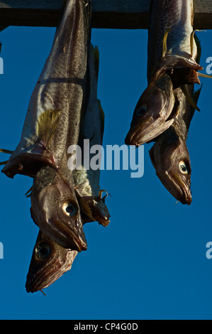 Greenland - South West Coast - Disko Island - Qaasuitsup Kommunia - Qeqertasuaq (o Godhavn). Fishes drying in the sun. Stock Photo