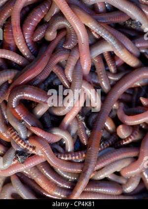 Huge amount of earthworms close to fishing Stock Photo