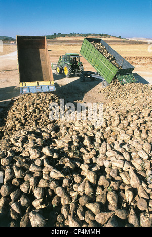 Spain Valladolid Farm Work Collection Of Sugar Beet Stock Photo