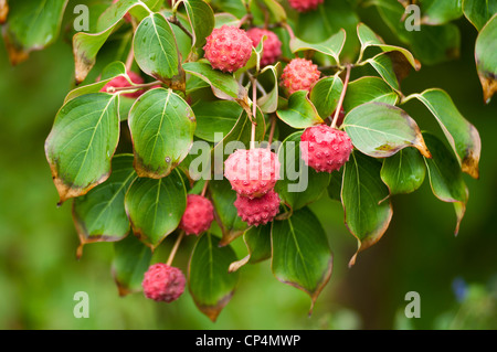 Red pink fruits of Kousa Dogwood, Cornus kousa, Cornaceae Stock Photo