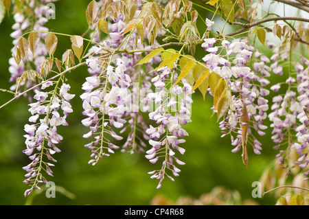 Pale violet purple lilac pink flowers of Wisteria climbing vine hanging in clusters with fresh spring leaves against a blurred green background. Stock Photo