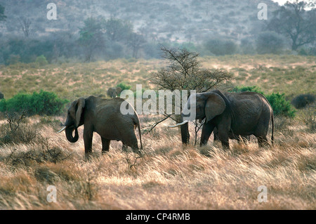 Zoology - proboscideans - Elefantidi - African elephant (Loxodonta africana). Kenya, Samburu National Reserve. Stock Photo