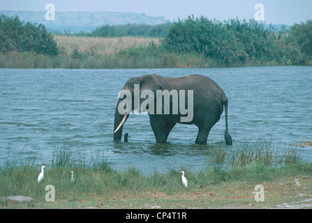 Zoology - Elefantidi - proboscideans - African elephant (Loxodonta africana). Uganda, Queen Elizabeth National Park. Stock Photo