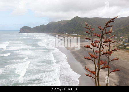 Phormium tenax - New Zealand flax flowers on Lion Rock, North Piha beach, Waitakere, Piha, Auckland, New Zealand, Oceania Stock Photo