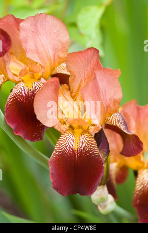 Close-up of two yellow brown pink bearded iris flower blooming in a garden with a soft green background. Stock Photo